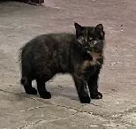 Beaux chatons à vendre - Photo 3