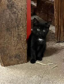 Beaux chatons à vendre - Photo 4