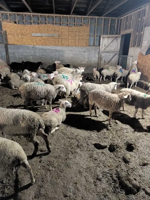 ewe lamb (Rideau arcot)