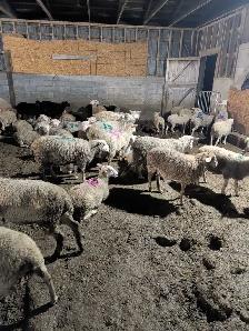 ewe lamb (Rideau arcot)