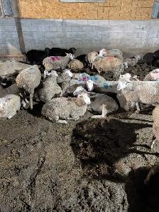 ewe lamb (Rideau arcot) - Photo 2