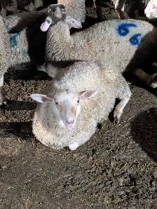 ewe lamb (Rideau arcot) - Photo 3