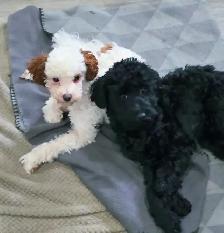 Toy Poodles - Photo 10