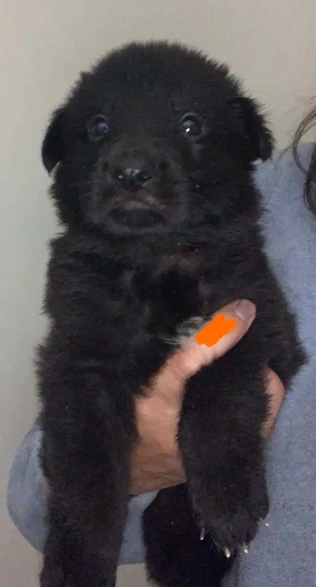 CKC German Shepherd Puppies