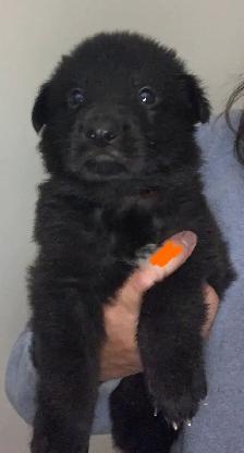 CKC German Shepherd Puppies