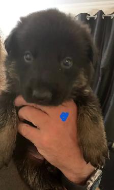 CKC German Shepherd Puppies - Photo 2
