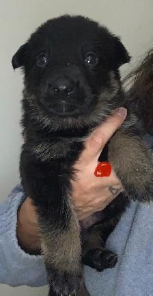 CKC German Shepherd Puppies - Photo 3