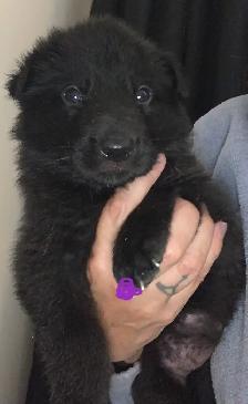 CKC German Shepherd Puppies - Photo 4