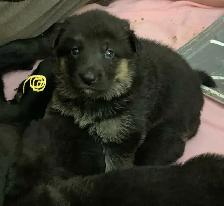 CKC German Shepherd Puppies - Photo 5