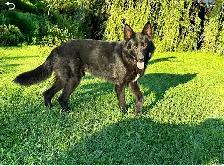 CKC German Shepherd Puppies - Photo 6