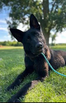 CKC German Shepherd Puppies - Photo 7