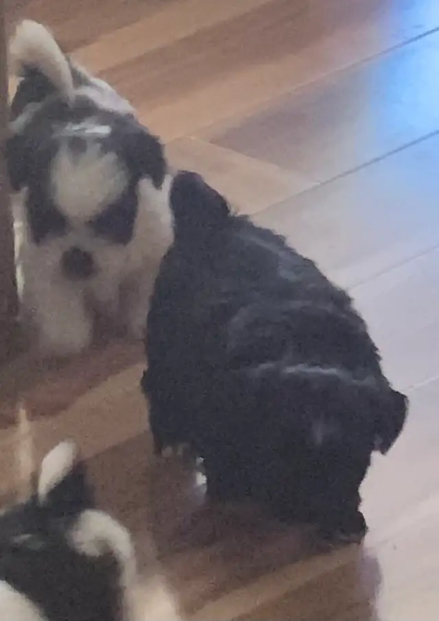 Beautiful friendly ShihTzu puppies