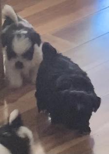Beautiful friendly ShihTzu puppies