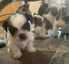 Beautiful friendly ShihTzu puppies - Photo 2