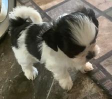 Beautiful friendly ShihTzu puppies - Photo 3
