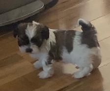 Beautiful friendly ShihTzu puppies - Photo 4