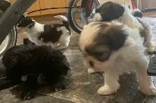 Beautiful friendly ShihTzu puppies - Photo 5