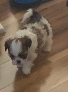 Beautiful friendly ShihTzu puppies - Photo 6
