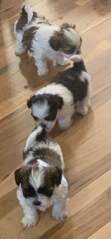 Beautiful friendly ShihTzu puppies - Photo 7
