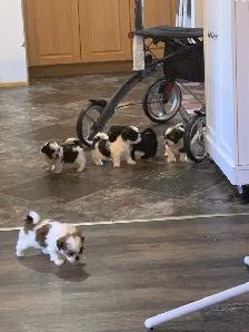 Beautiful friendly ShihTzu puppies - Photo 8
