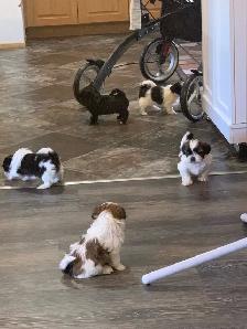 Beautiful friendly ShihTzu puppies - Photo 9