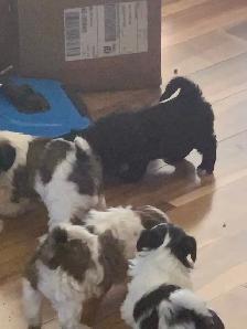 Beautiful friendly ShihTzu puppies - Photo 10