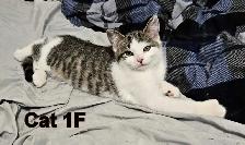 12 week old kittens to go