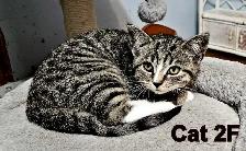 12 week old kittens to go - Photo 2