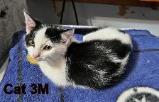 12 week old kittens to go - Photo 3