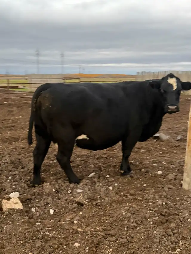 cow/calf pairs