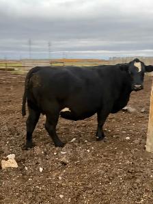 cow/calf pairs