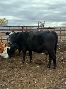 cow/calf pairs - Photo 2