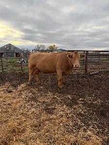 cow/calf pairs - Photo 3