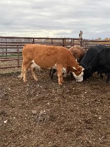 cow/calf pairs - Photo 4