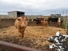 cow/calf pairs - Photo 5
