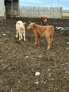 cow/calf pairs - Photo 6