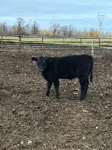 cow/calf pairs - Photo 7