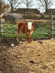cow/calf pairs - Photo 8