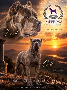 cane corso