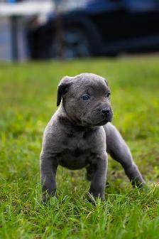 cane corso - Photo 2
