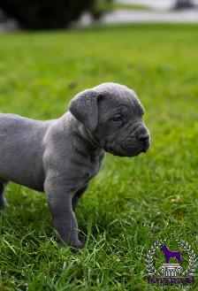 cane corso - Photo 3
