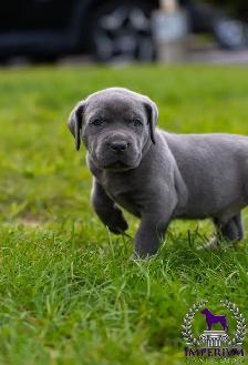 cane corso - Photo 4