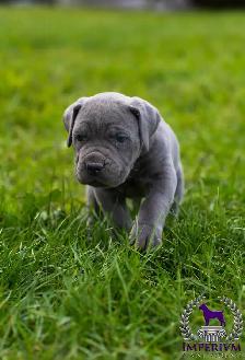 cane corso - Photo 5