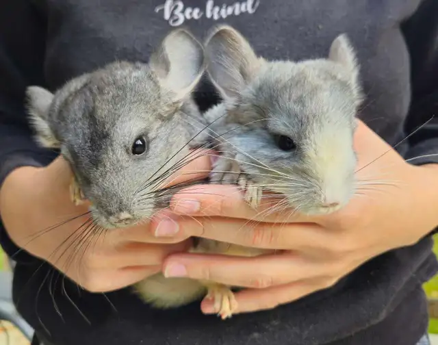 2 Baby Chinchillas
