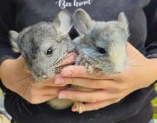 2 Baby Chinchillas