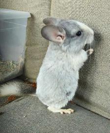 2 Baby Chinchillas - Photo 2