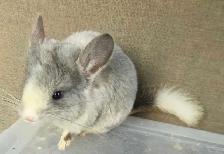 2 Baby Chinchillas - Photo 3