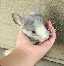 2 Baby Chinchillas - Photo 4