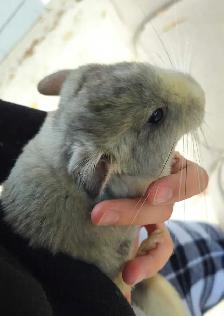 2 Baby Chinchillas - Photo 5
