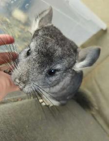 2 Baby Chinchillas - Photo 6